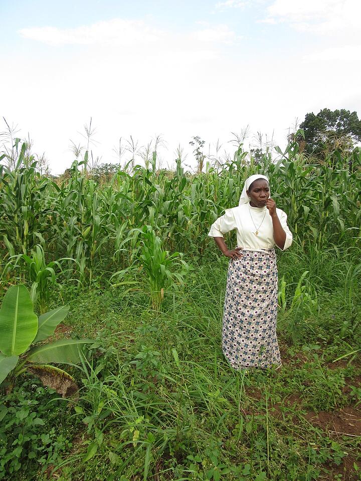 Sr. Carolyne contemplates her cornfield - once, after she had planted the seeds, a bunch of monkeys came by and dug up her work for a snack. Sr. Carolyne contemplates her cornfield - once, after she had planted the seeds, a bunch of monkeys came by and dug up her work for a snack.