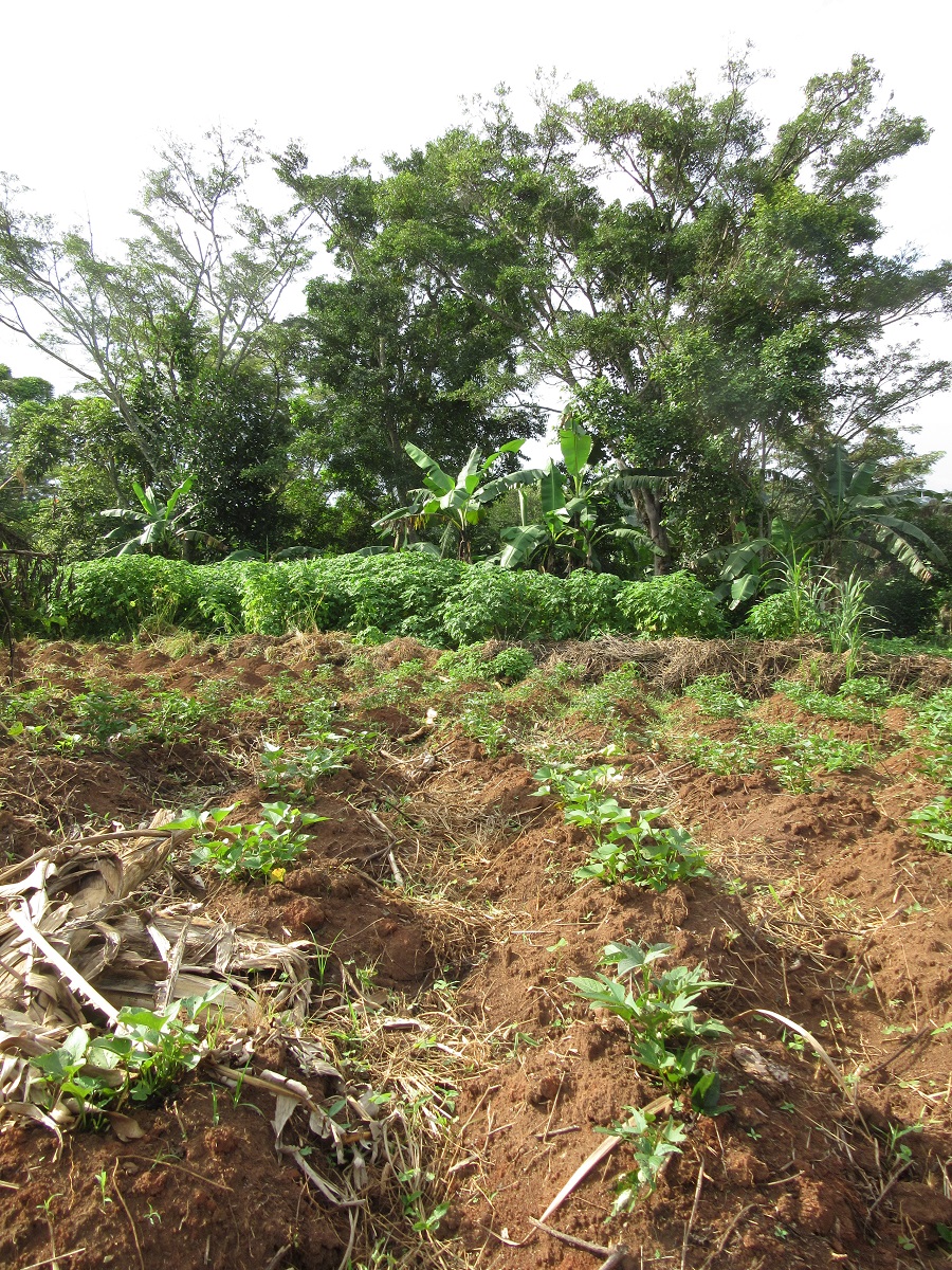 Mounds of sweet potatoes planted in the sisters' garden - cassava and matoke plants can also be seen in the background. Mounds of sweet potatoes planted in the sisters' garden - cassava and matoke plants can also be seen in the background.